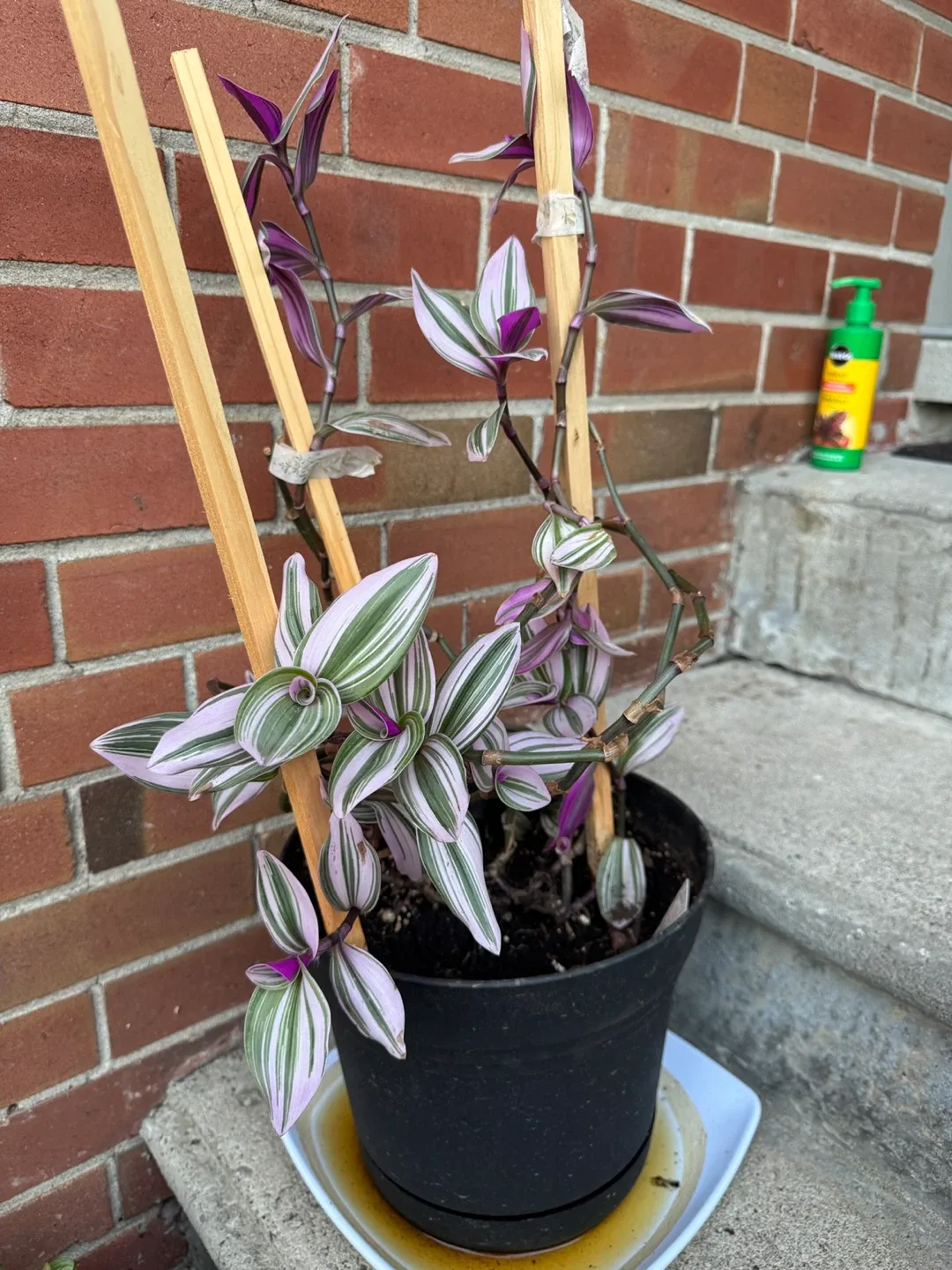 Tradescantia Zebrina Plant thumbnail