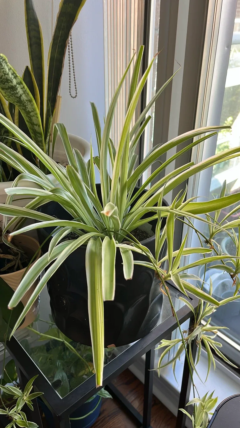 Potted Spider Plant & Plant Propagation Station image indicator(2)