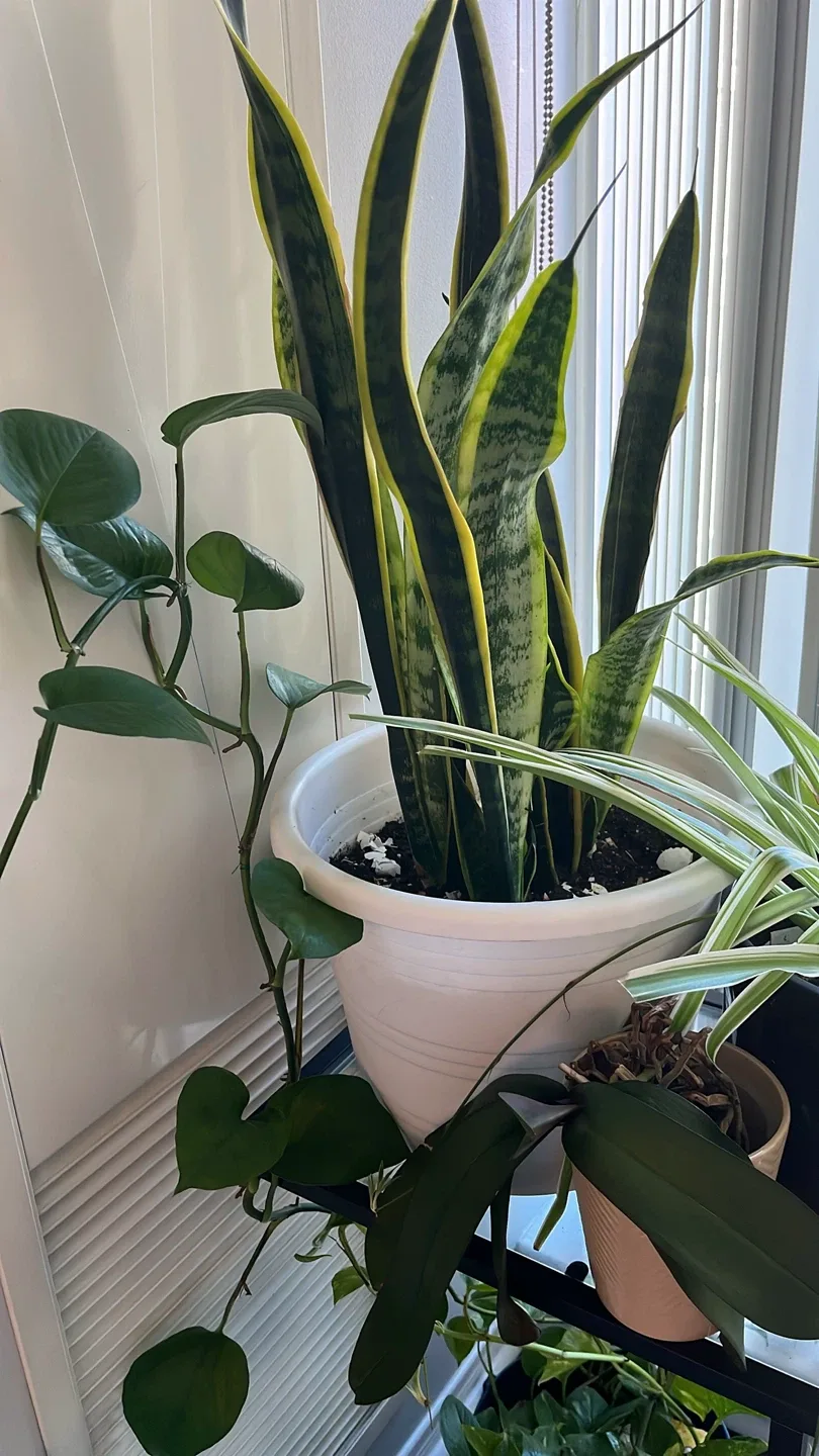 Potted Spider Plant & Plant Propagation Station thumbnail