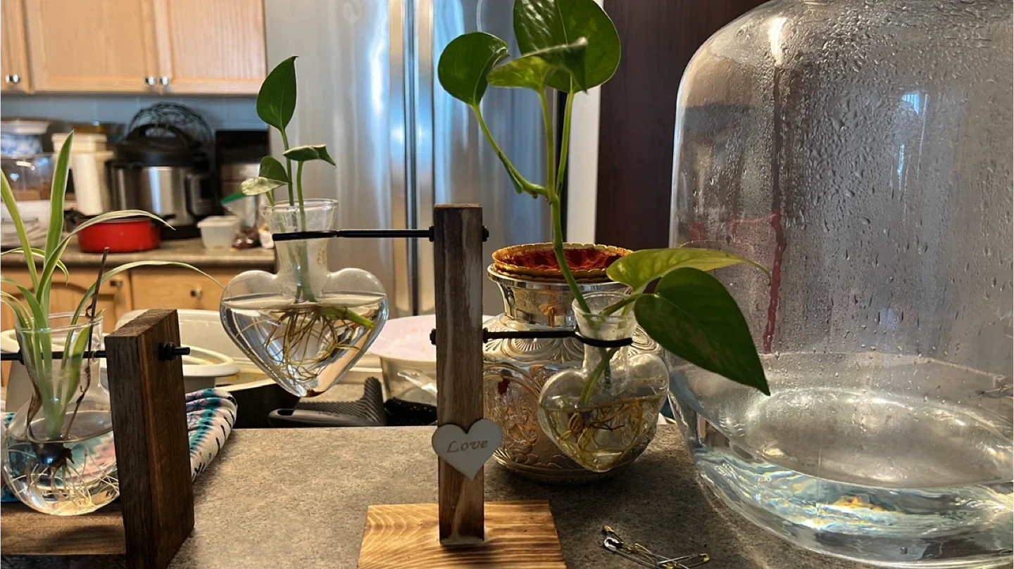 Potted Spider Plant & Plant Propagation Station image indicator(3)