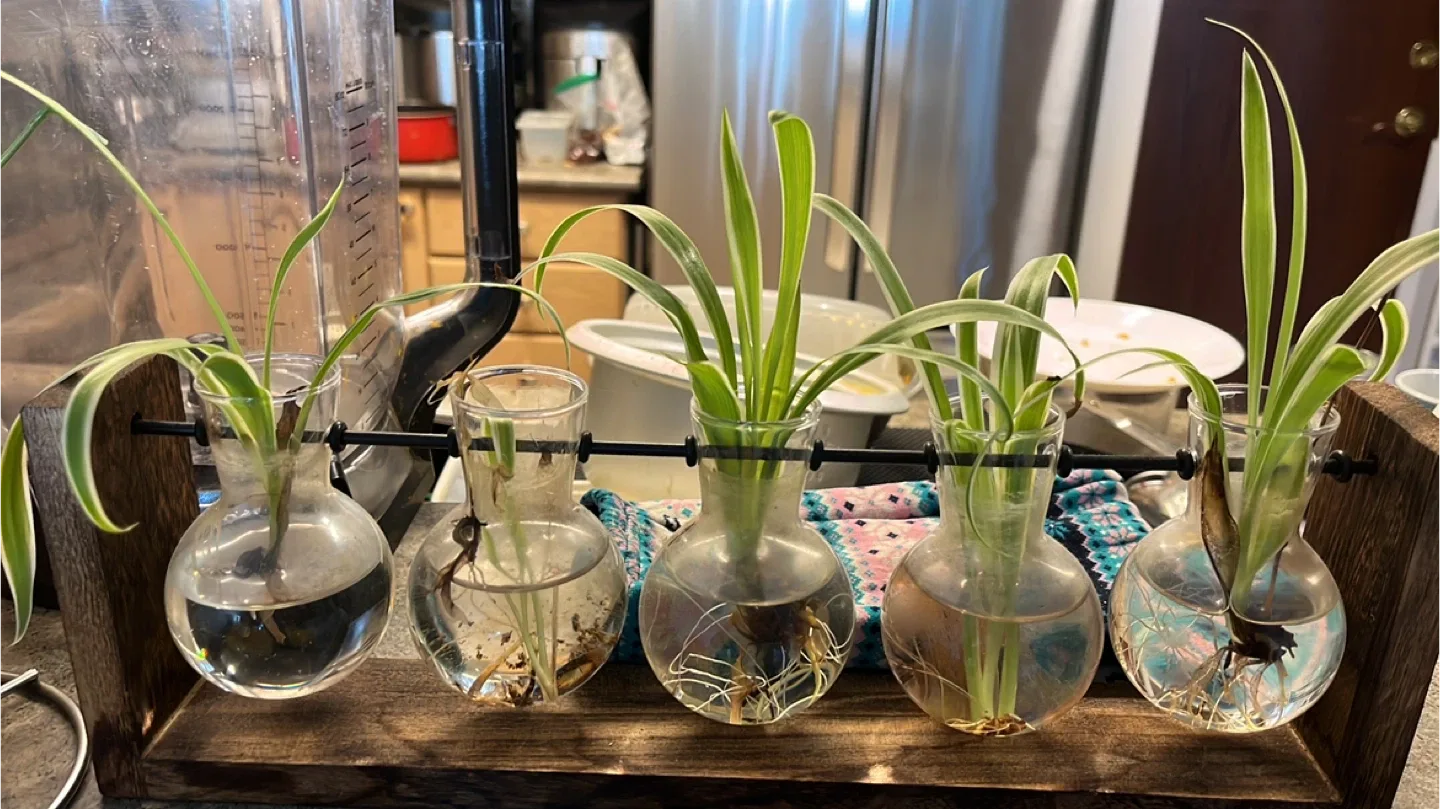 Potted Spider Plant & Plant Propagation Station image indicator(4)