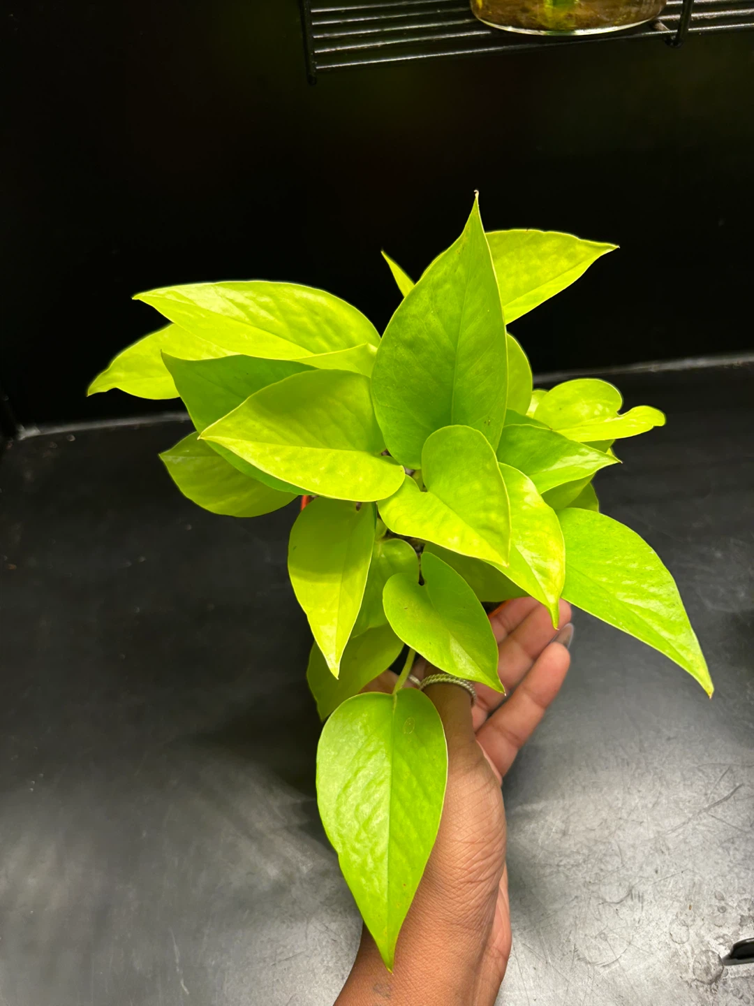 Potted Neon Pothos Plant