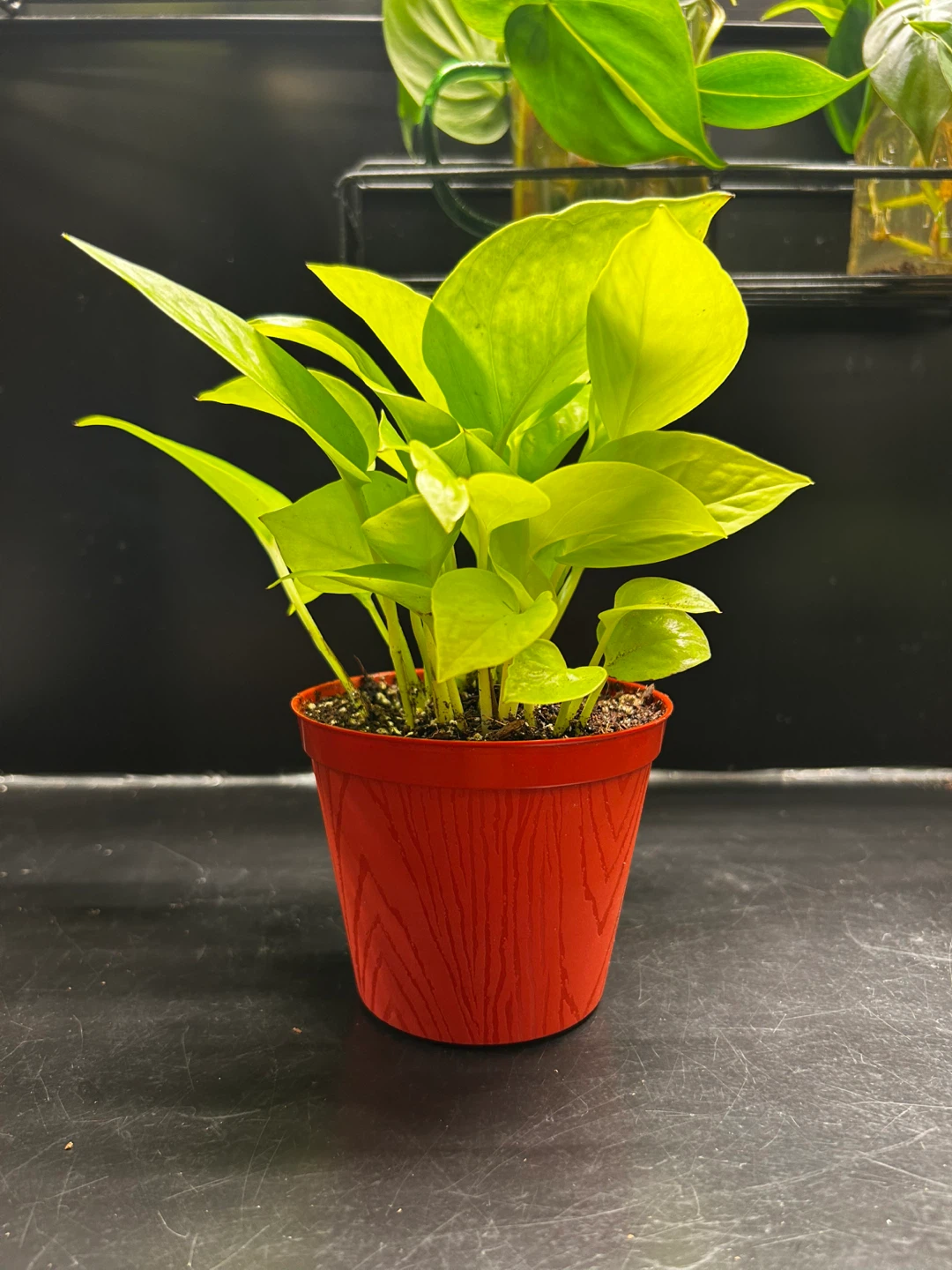 Potted Neon Pothos Plant - photo 3