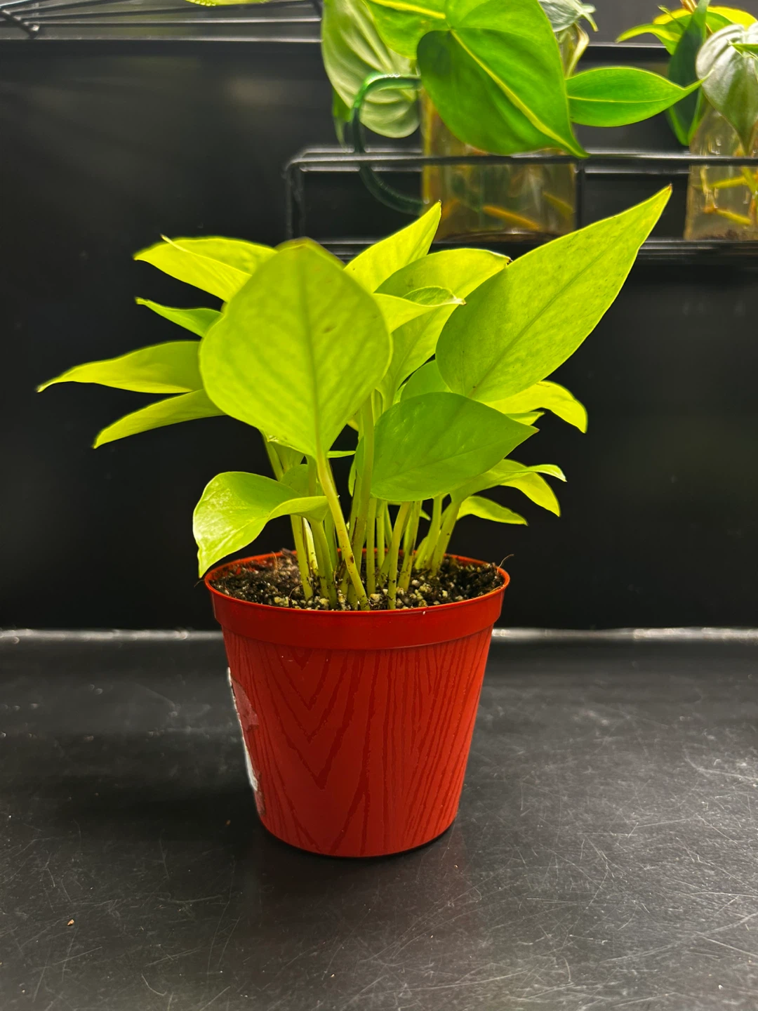 Potted Neon Pothos Plant - photo 2