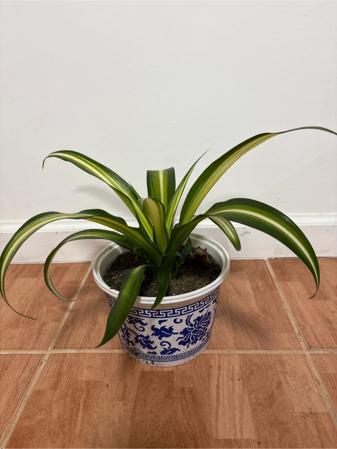 Spider Plant in Decorative Pot