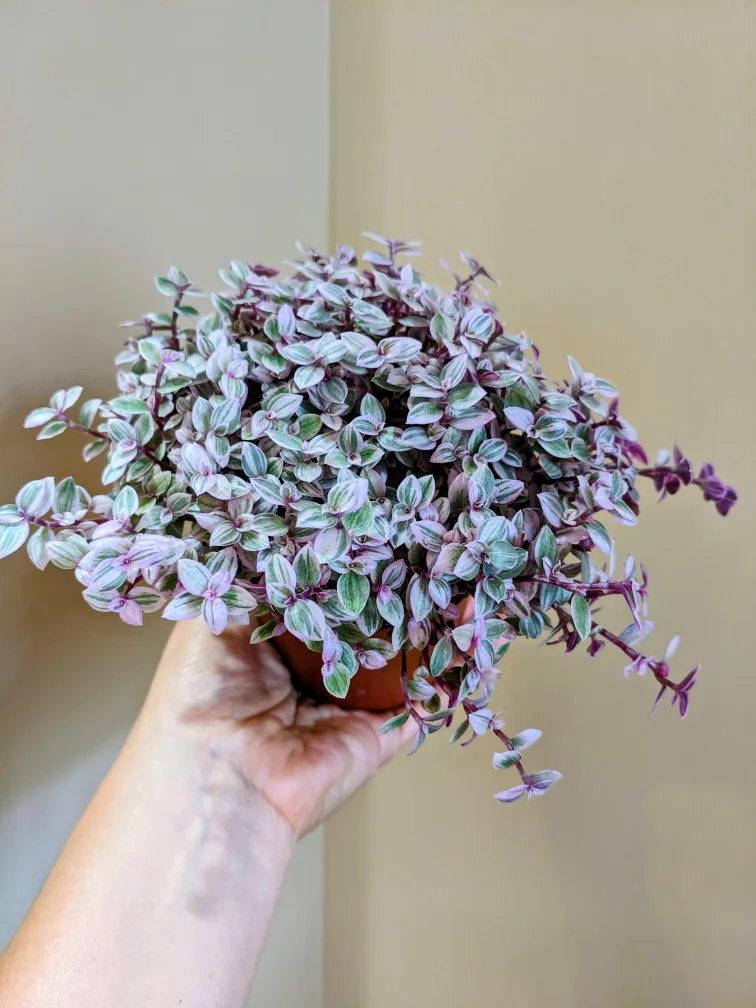 Assorted House/ Indoor Plants thumbnail