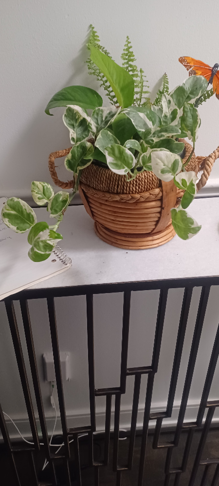 Houseplant arrangement - photo 4
