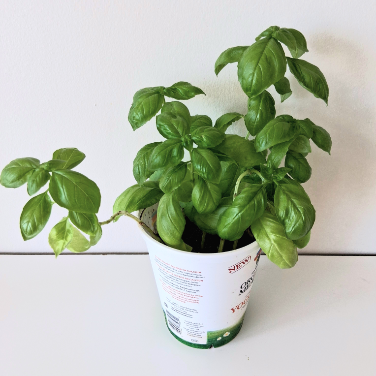 🌱 Green Basil 🌻