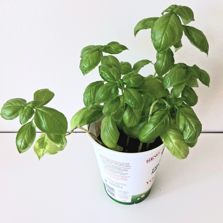 🌱 Green Basil 🌻 - photo 2