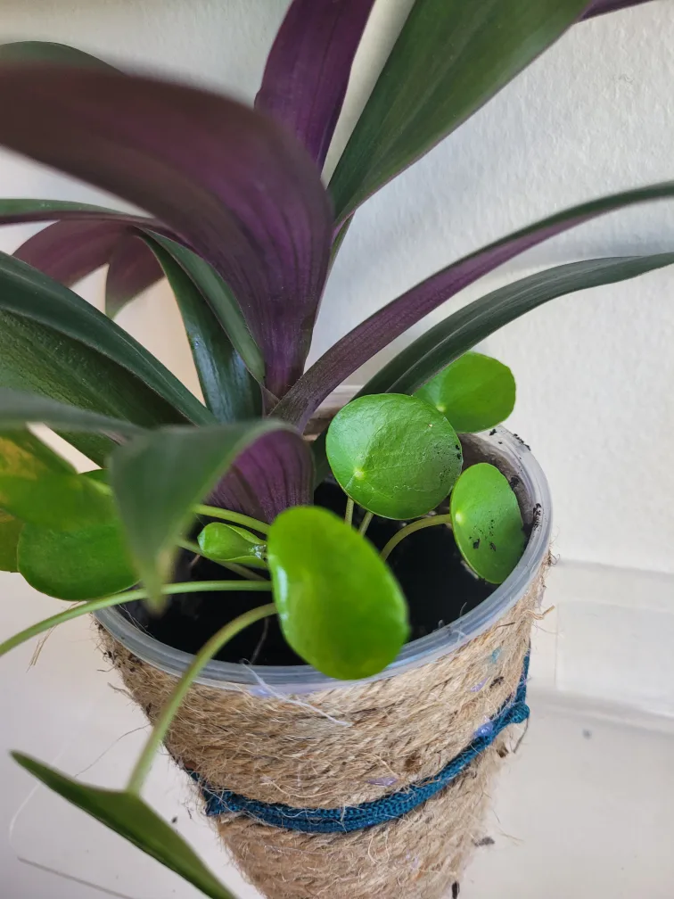 Tradescantia & Pilea Plant Arrangement image indicator(4)