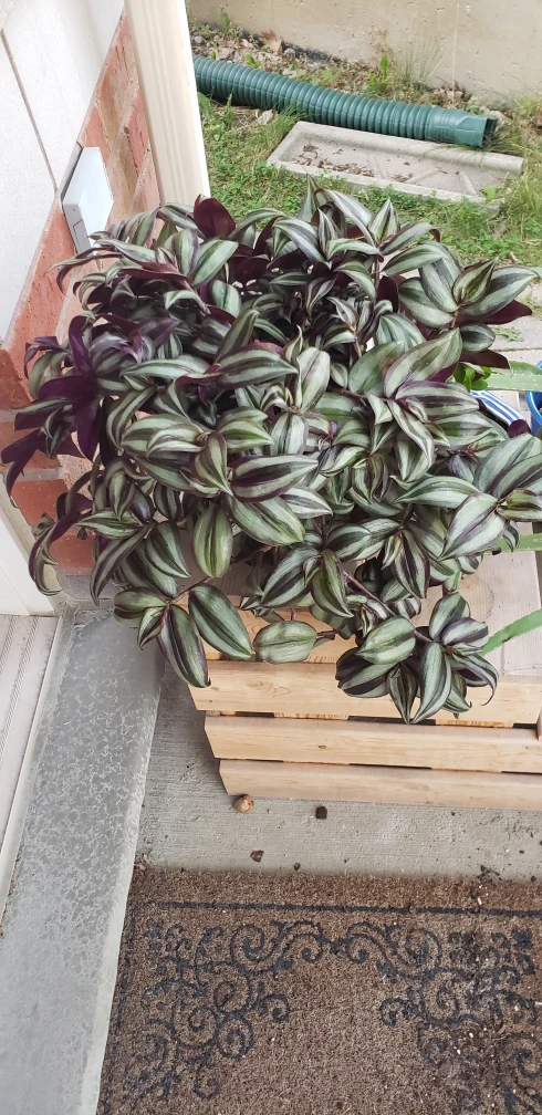 Wandering Jew Plant - photo 2