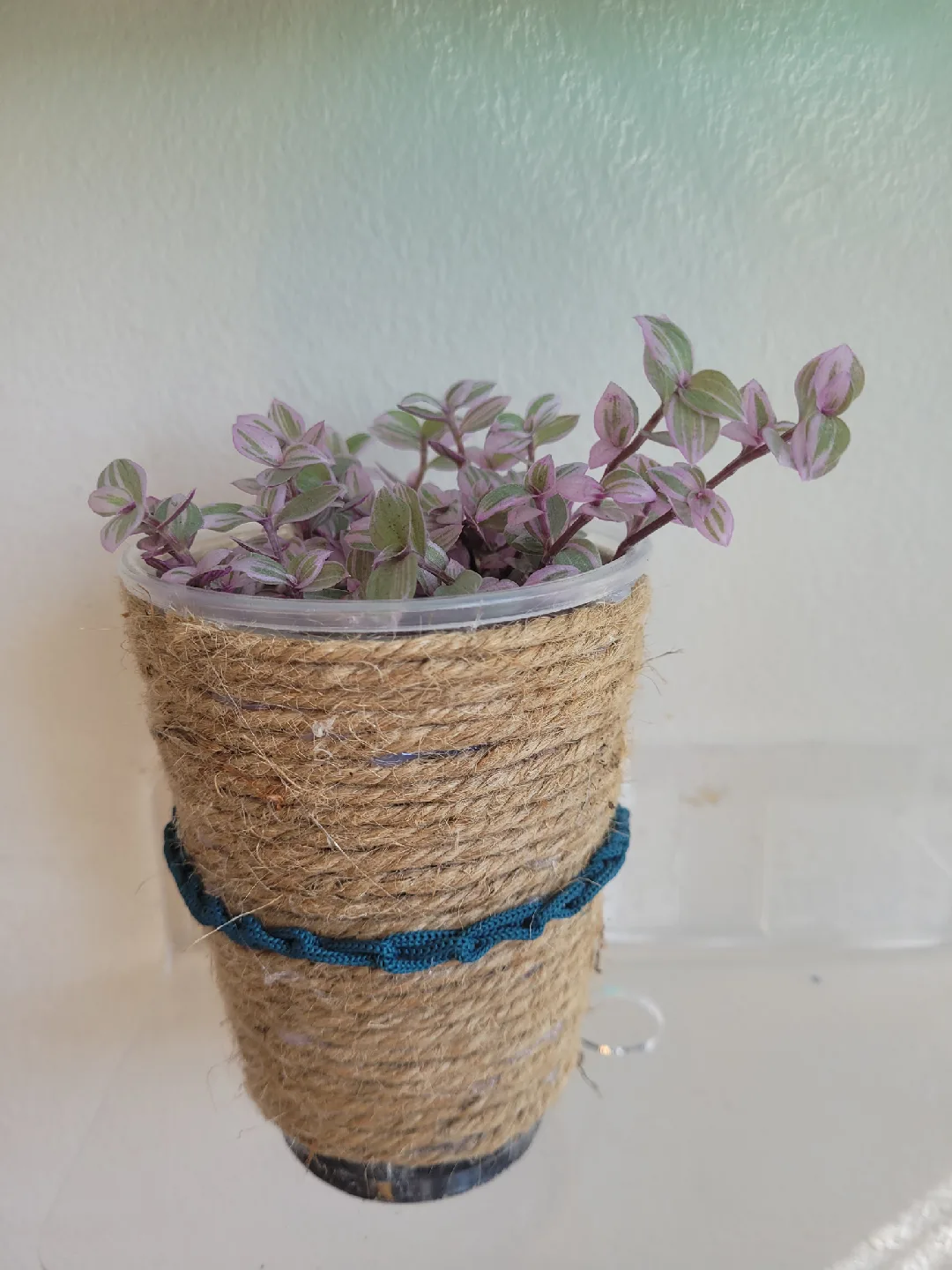 Tradescantia Zebrina Plant in Jute Pot thumbnail