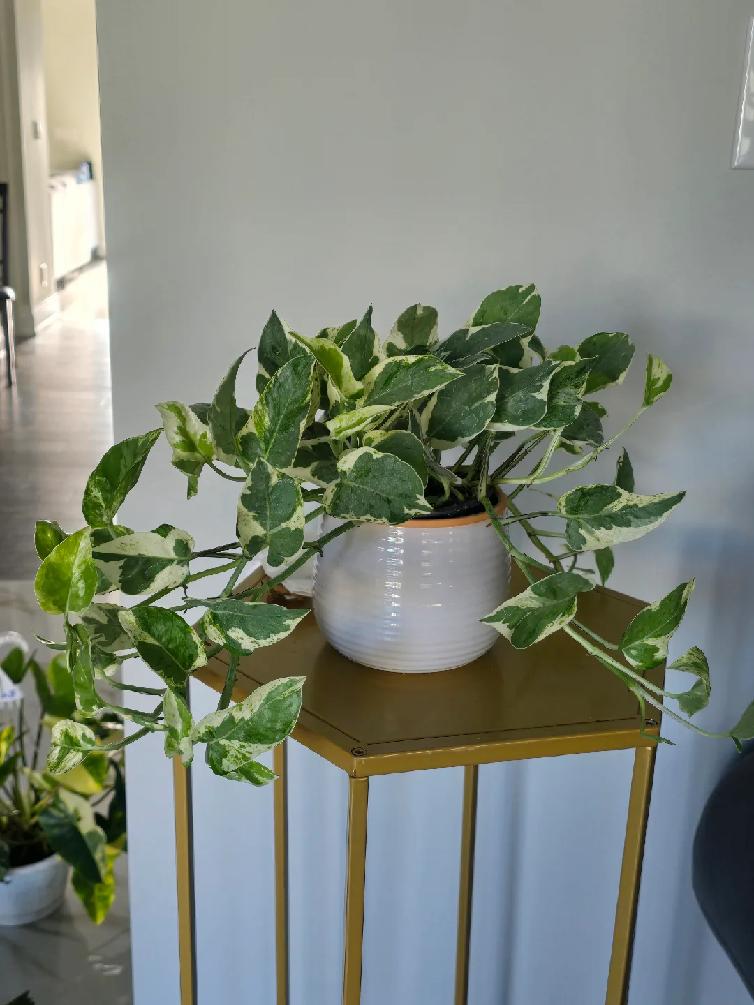 indoor plant collection image indicator(3)