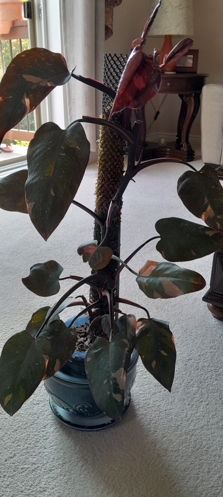 Philodendron Pink Princess Plant