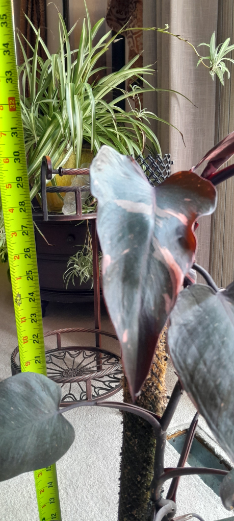 Philodendron Pink Princess Plant - photo 2