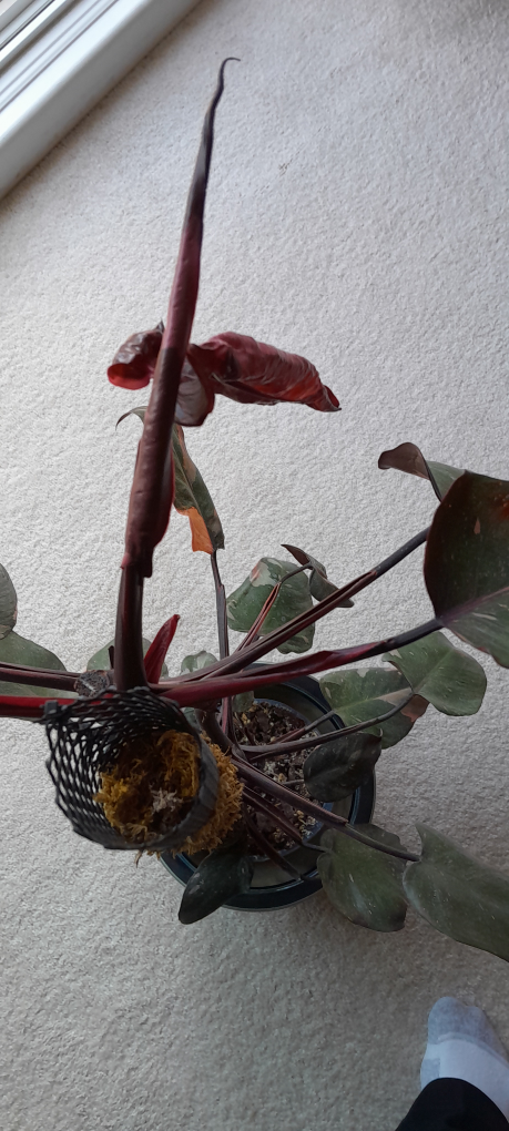 Philodendron Pink Princess Plant - photo 3