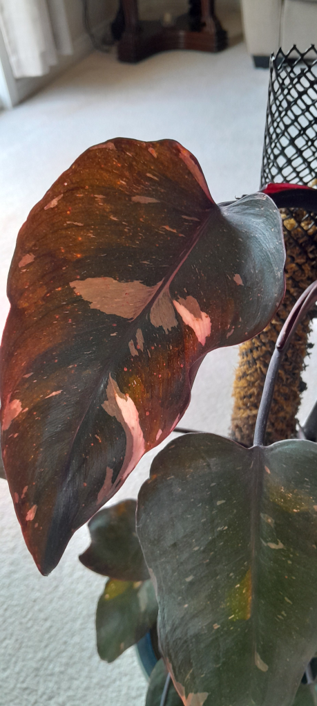 Philodendron Pink Princess Plant - photo 4
