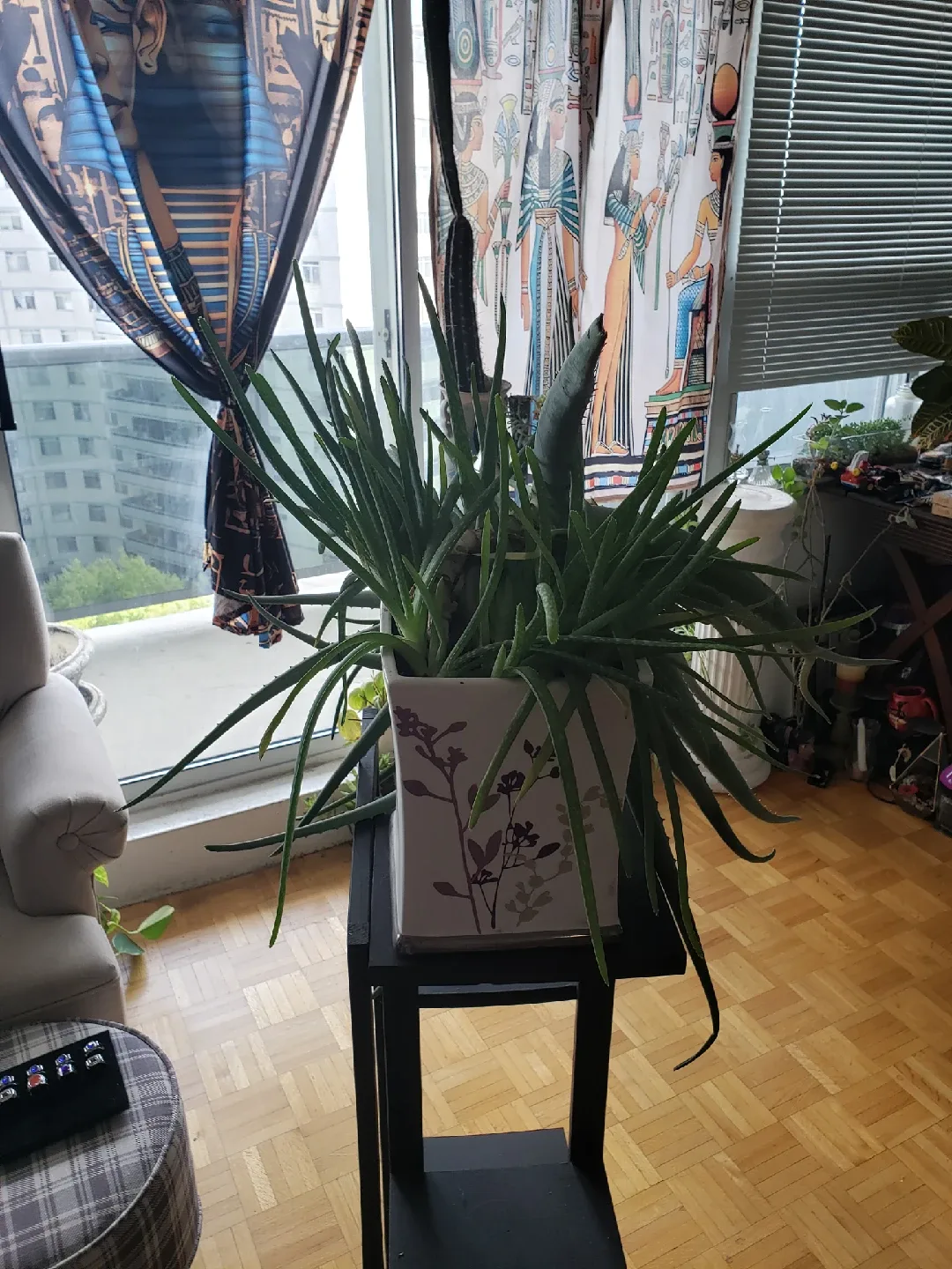 Aloe Vera Plant image indicator(2)