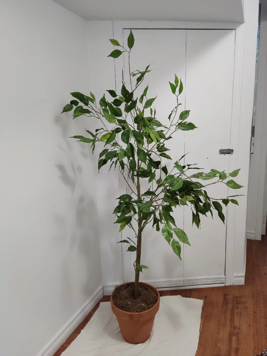 Faux Ficus Tree in Pot thumbnail