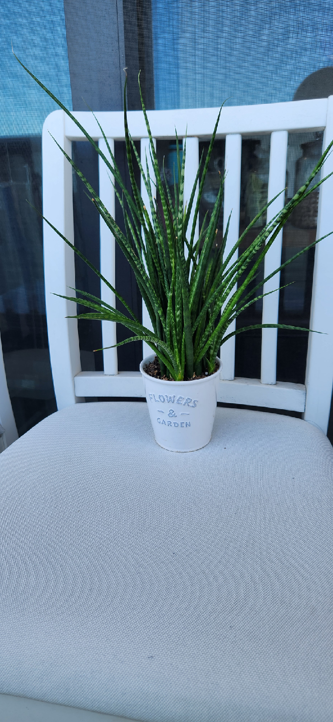 Snake Plant in Decorative Pot - photo 2