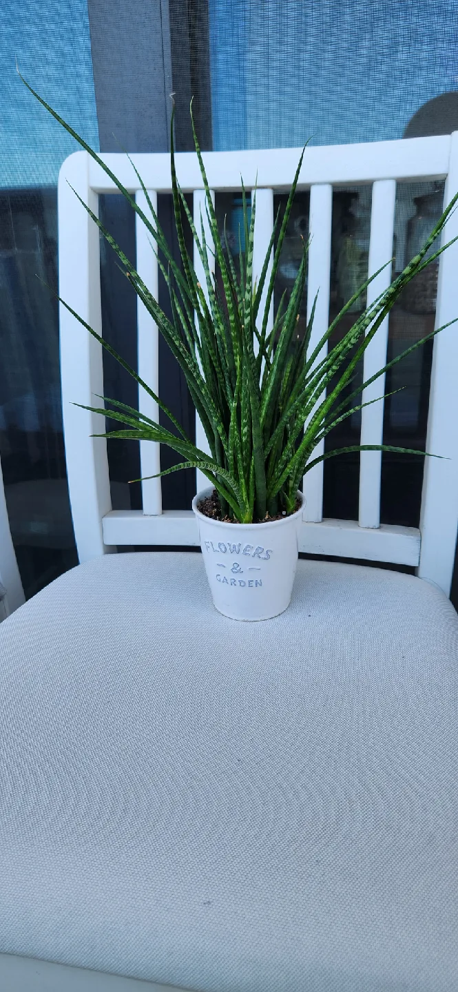 Snake Plant in Decorative Pot image indicator(2)
