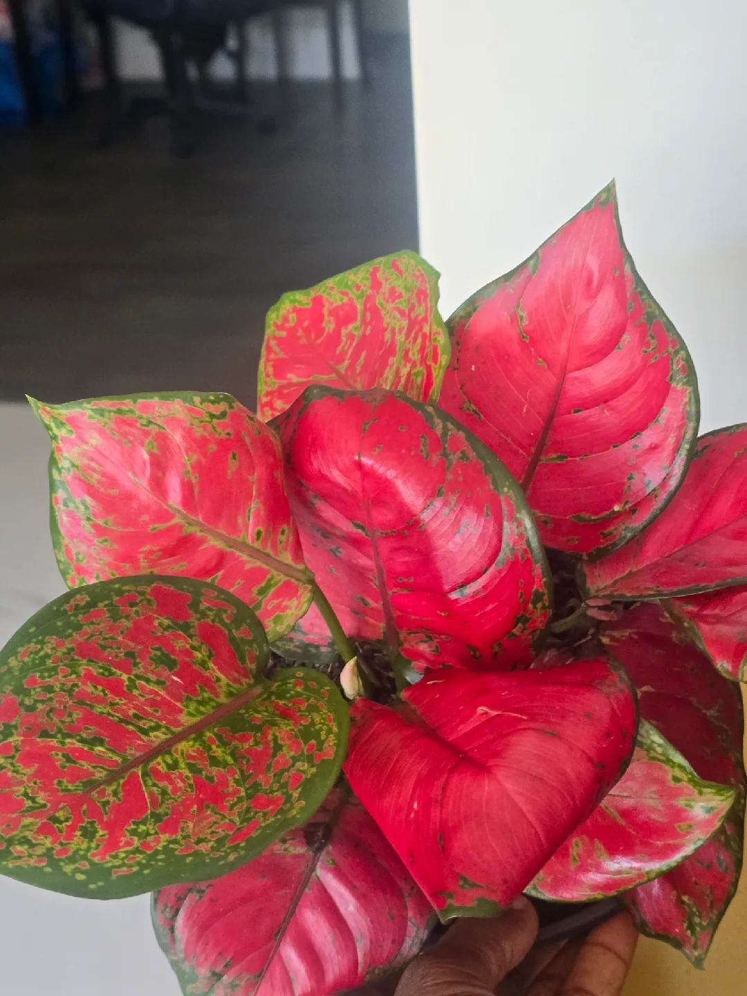 6" Aglaonema Beauty Plant thumbnail