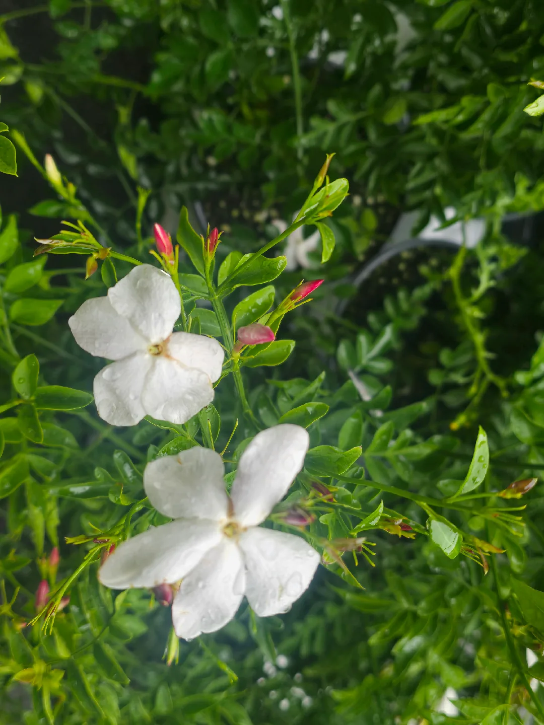 extramely Fragrant Jasmine Plant thumbnail