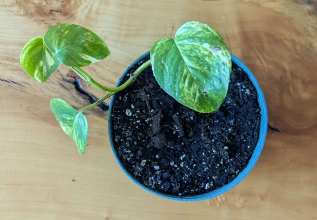 Potted Golden Pothos Plant thumbnail