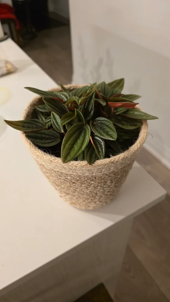 Potted Peperomia Plant thumbnail