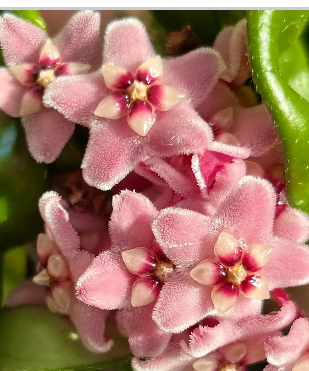 Hoya (Hindu Rope Plant) thumbnail