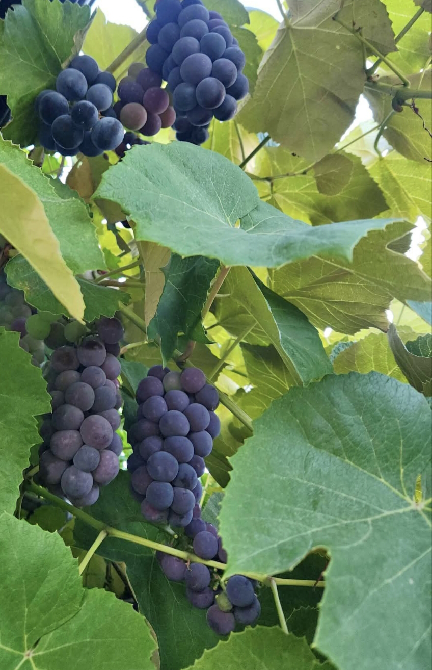 Organic Coronation grapes ,  Seedless，Ripe on vine