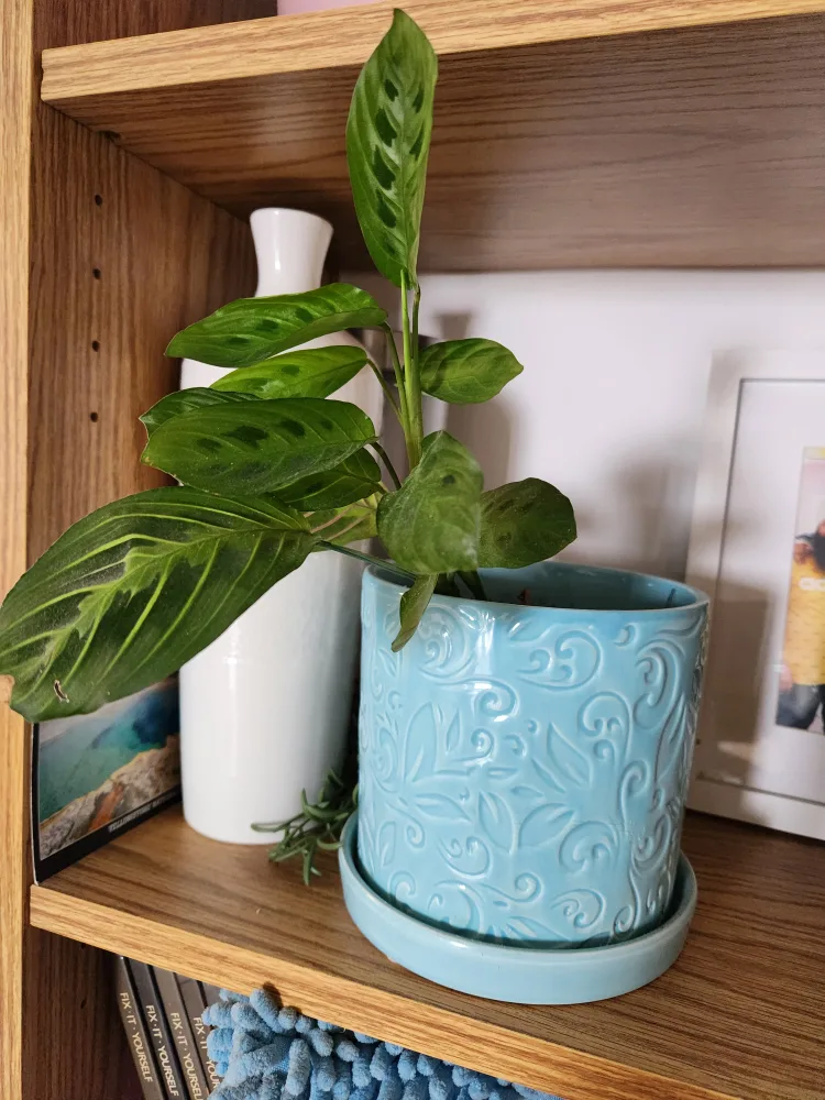 Prayer Plant in Blue Ceramic Pot