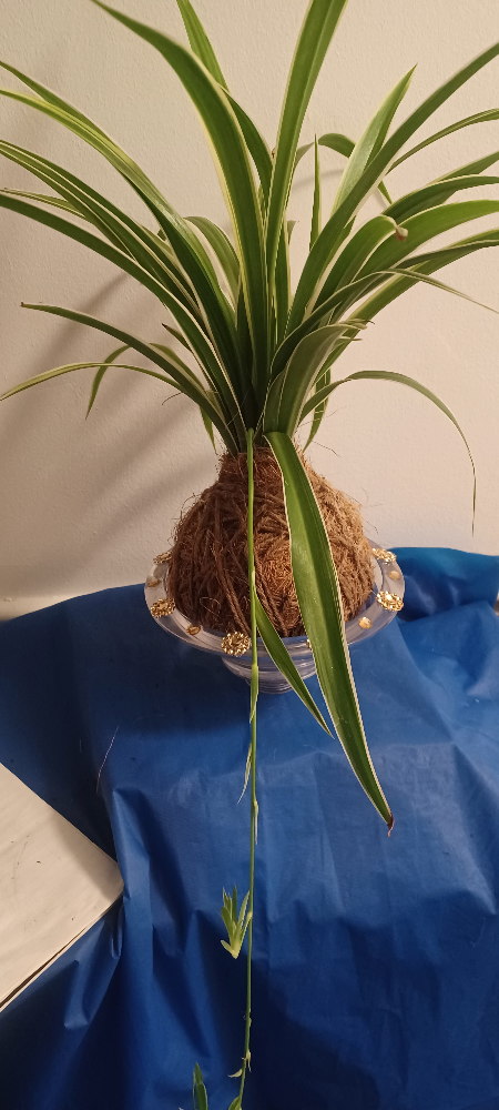 Spider Plant Kokedama Style
