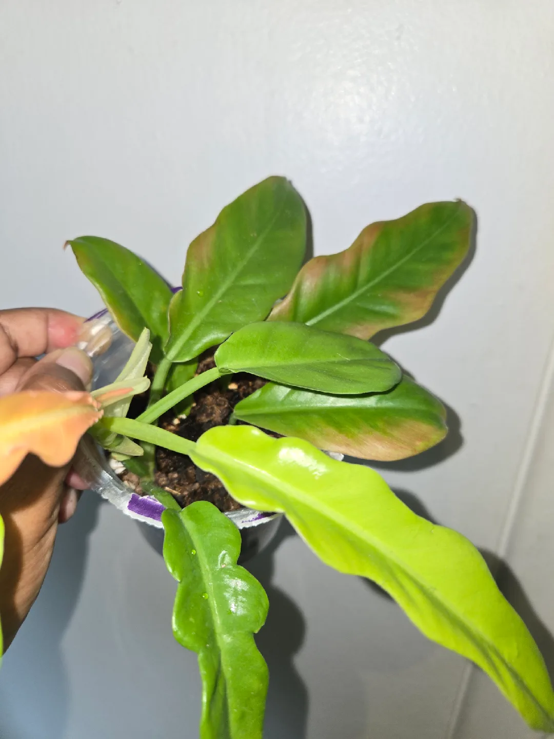 Philodendron Plant [RING OF FIRE]🔥💍 image indicator(6)