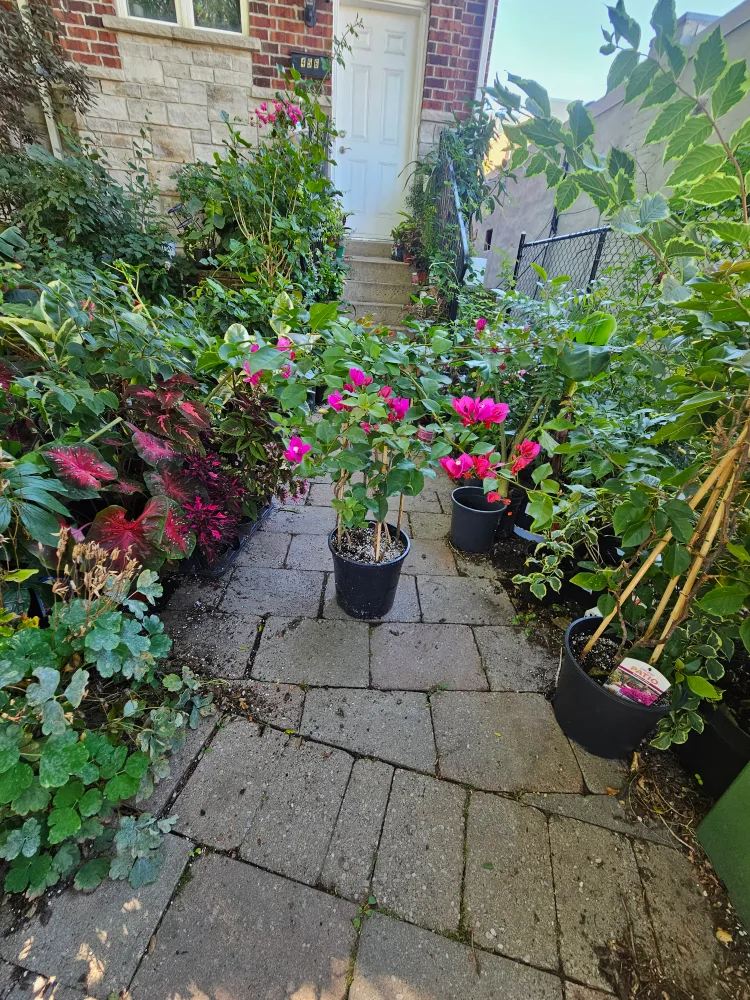 🥕Bougainvillea  in10"pot image indicator(2)