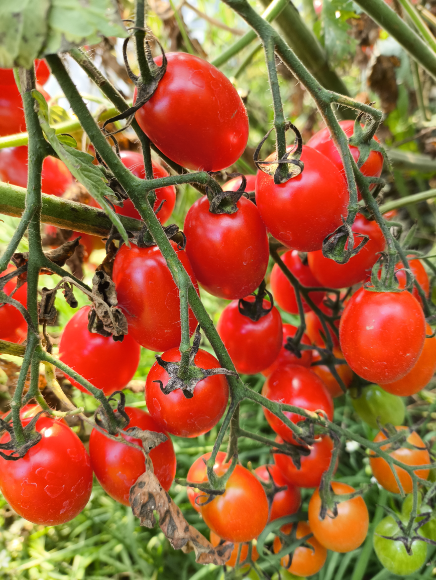 Fresh  Organic Homegrown  Cherry Tomatoes. - photo 2