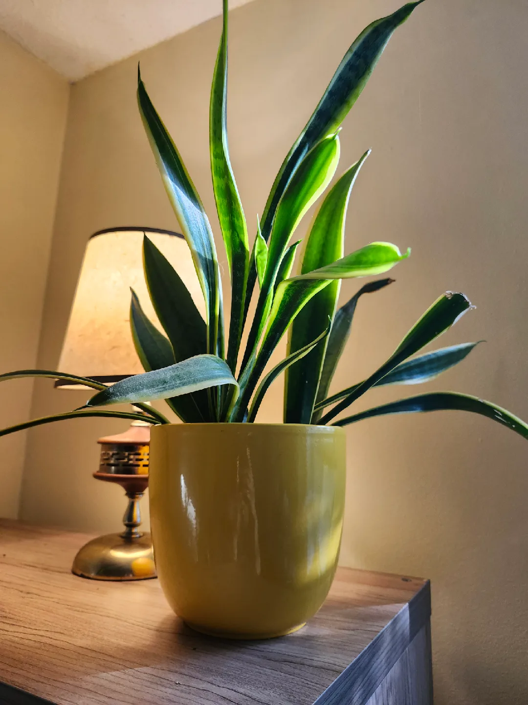 Snake Plant in Yellow Pot thumbnail