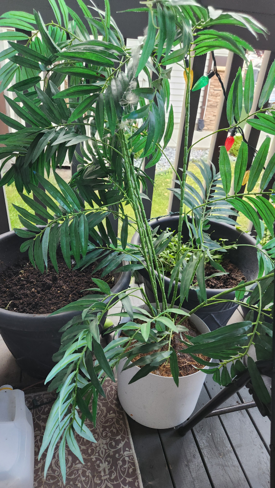 Potted Artificial Palm Tree - photo 2