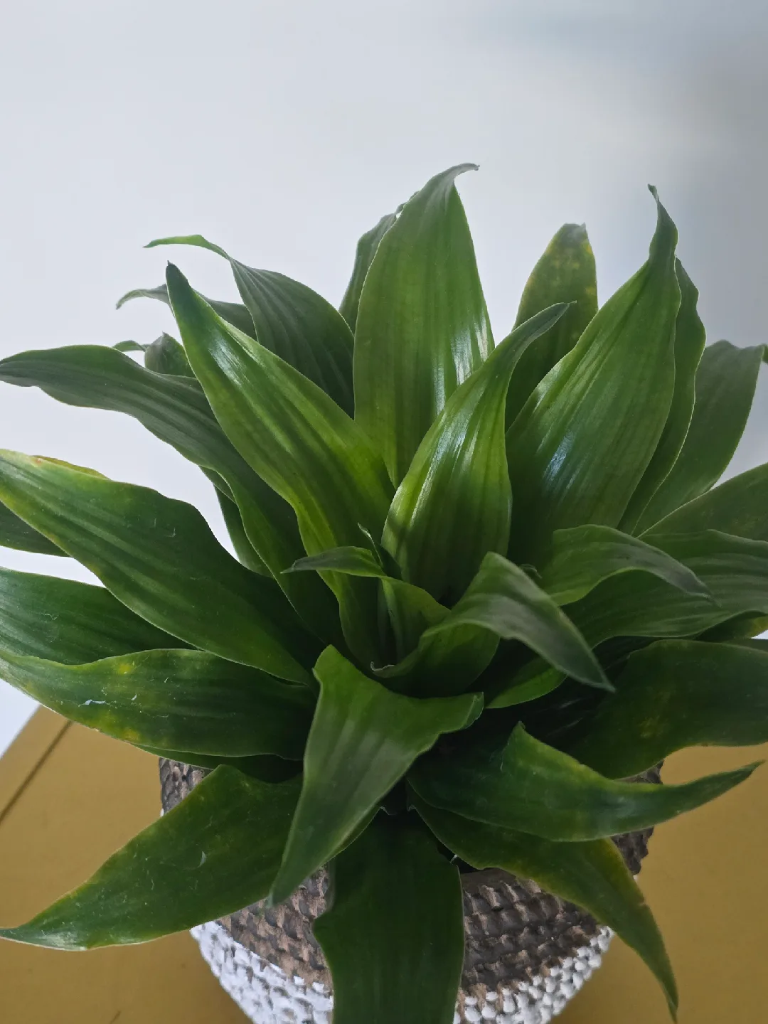 indoor plant collection image indicator(4)