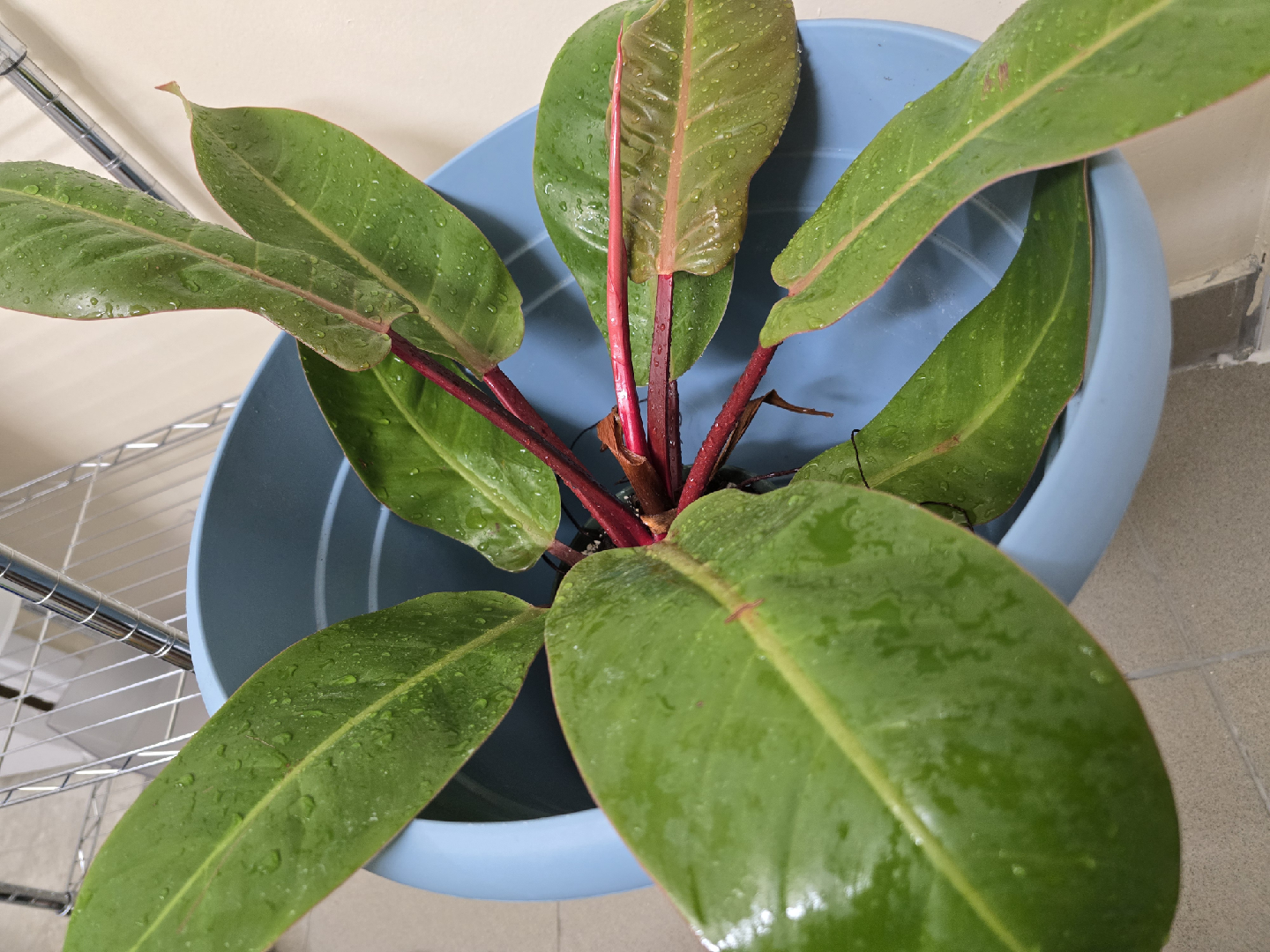 Philodendron Plant
