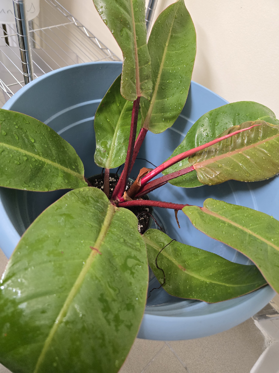 Philodendron Plant - photo 2
