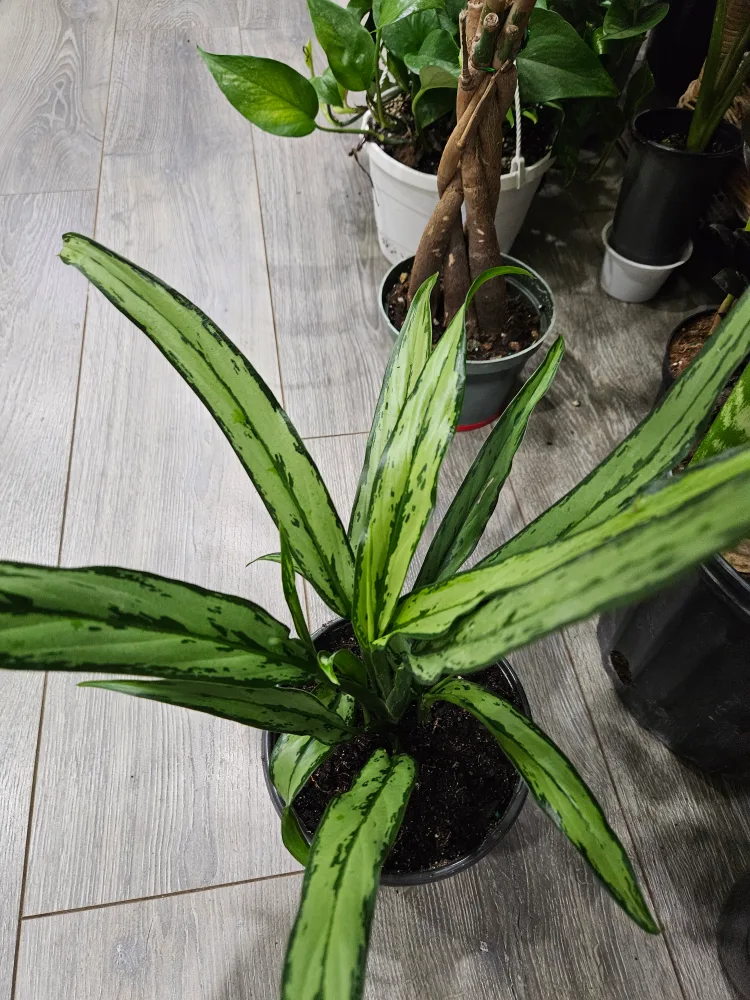 🥕Aglaonema Plant🥕 image indicator(2)