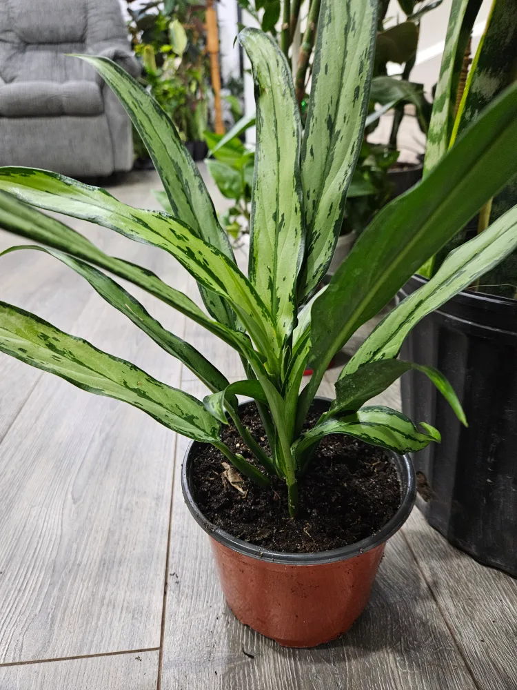 🥕Aglaonema Plant🥕 image indicator(3)