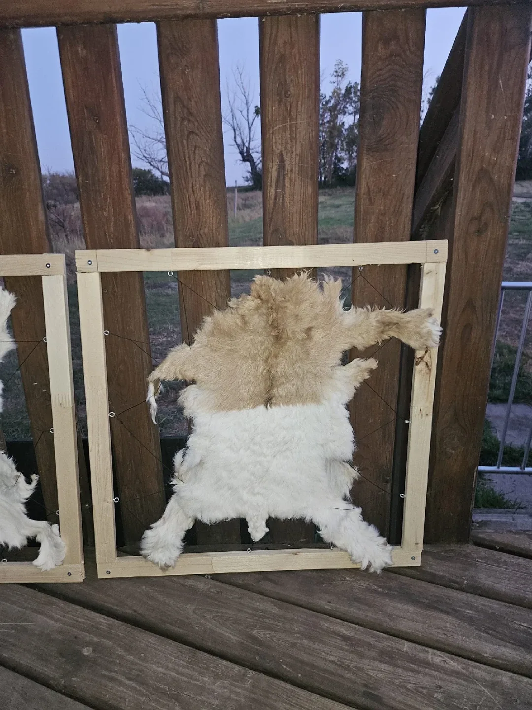 🖼️🐐Framed Goat Skin Decoration Hand-Made image indicator(3)