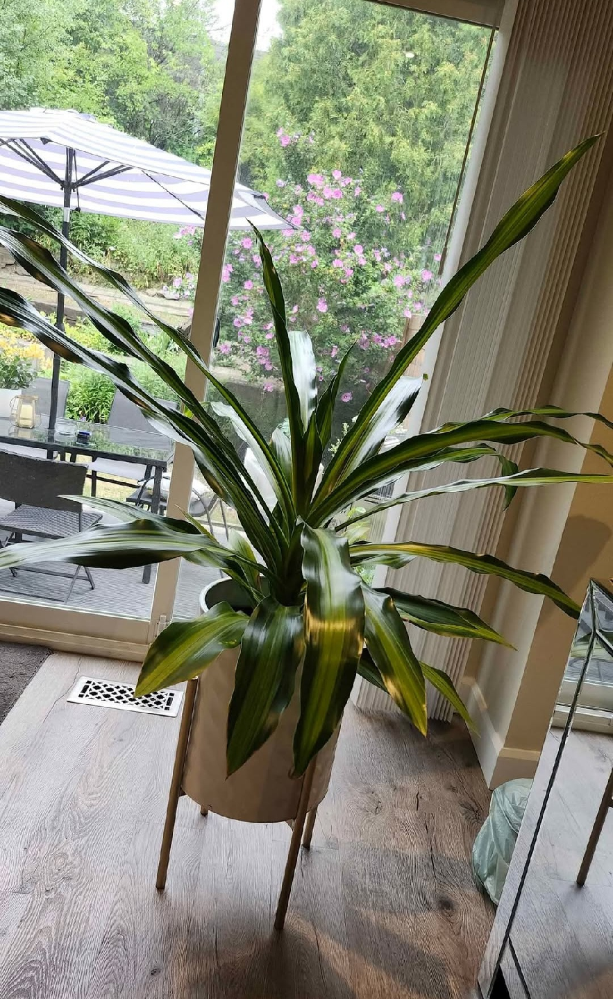 Large Dracaena Plant - $30 PRICED TO SELL! - photo 3