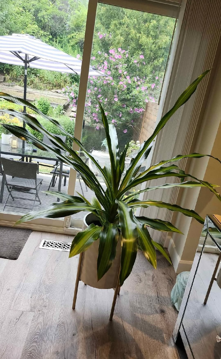 Large Dracaena Plant - $30 PRICED TO SELL! - photo 2