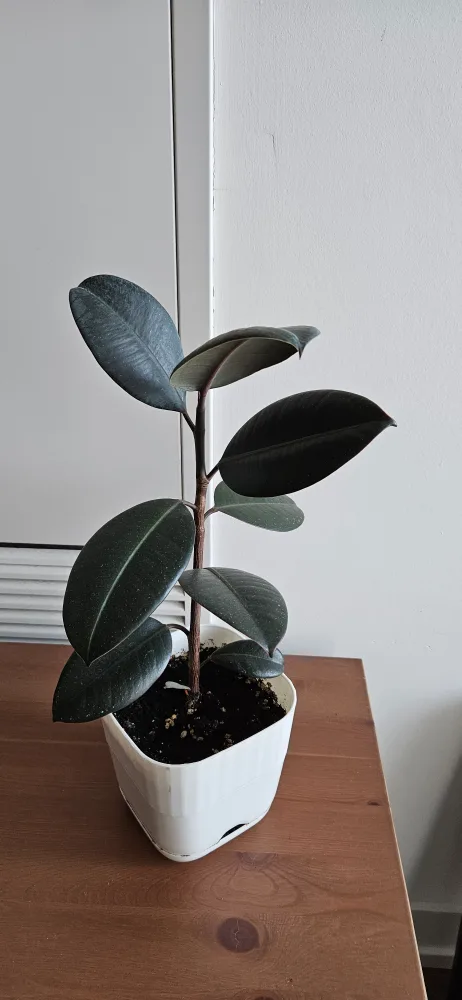 Plant in White Pot thumbnail