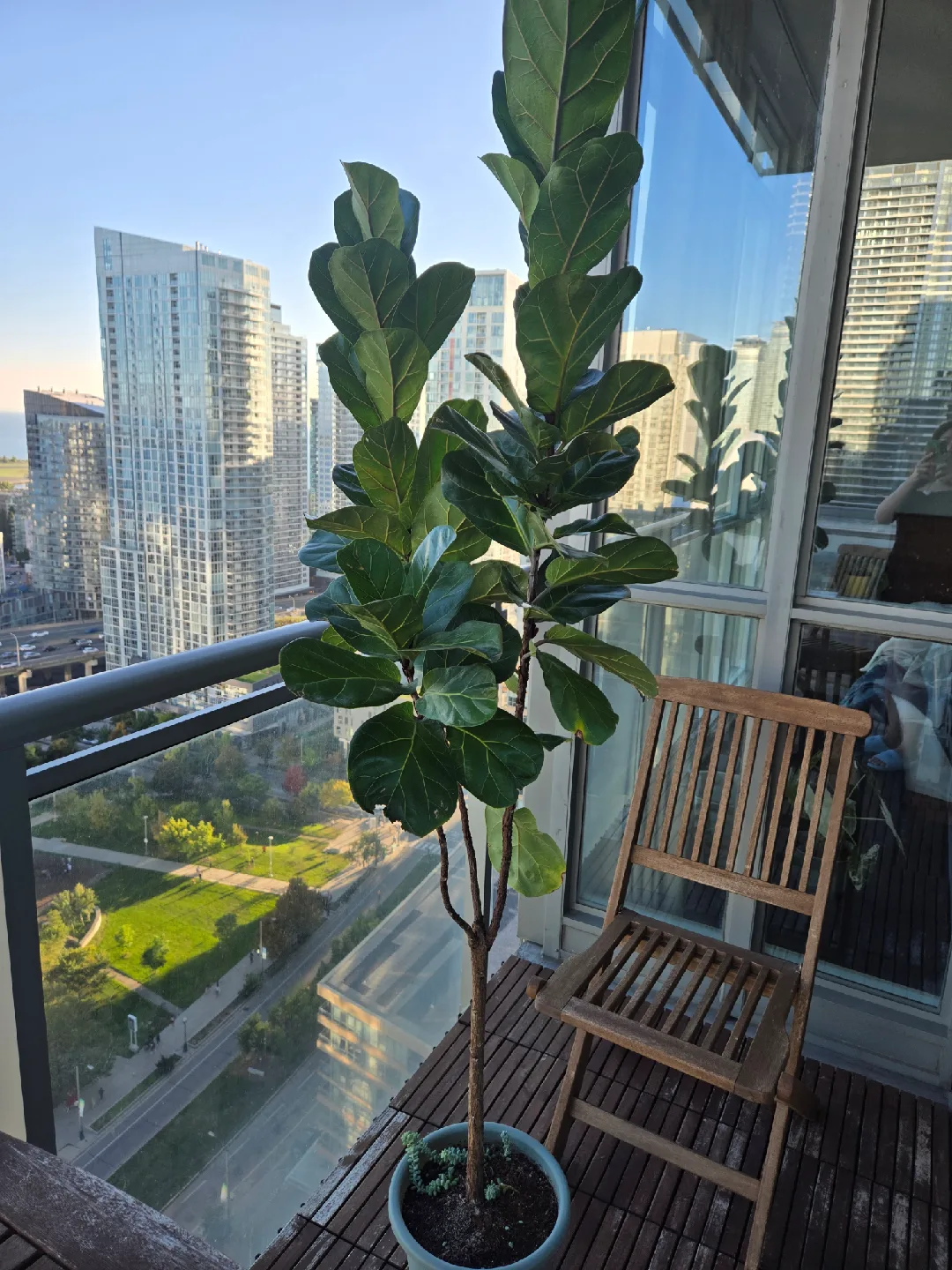 Tall fiddle-leaf fig