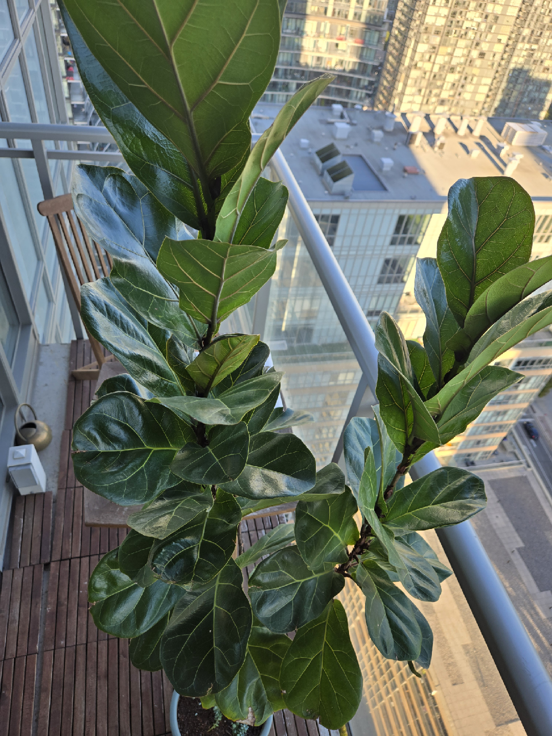 Tall fiddle-leaf fig - photo 2