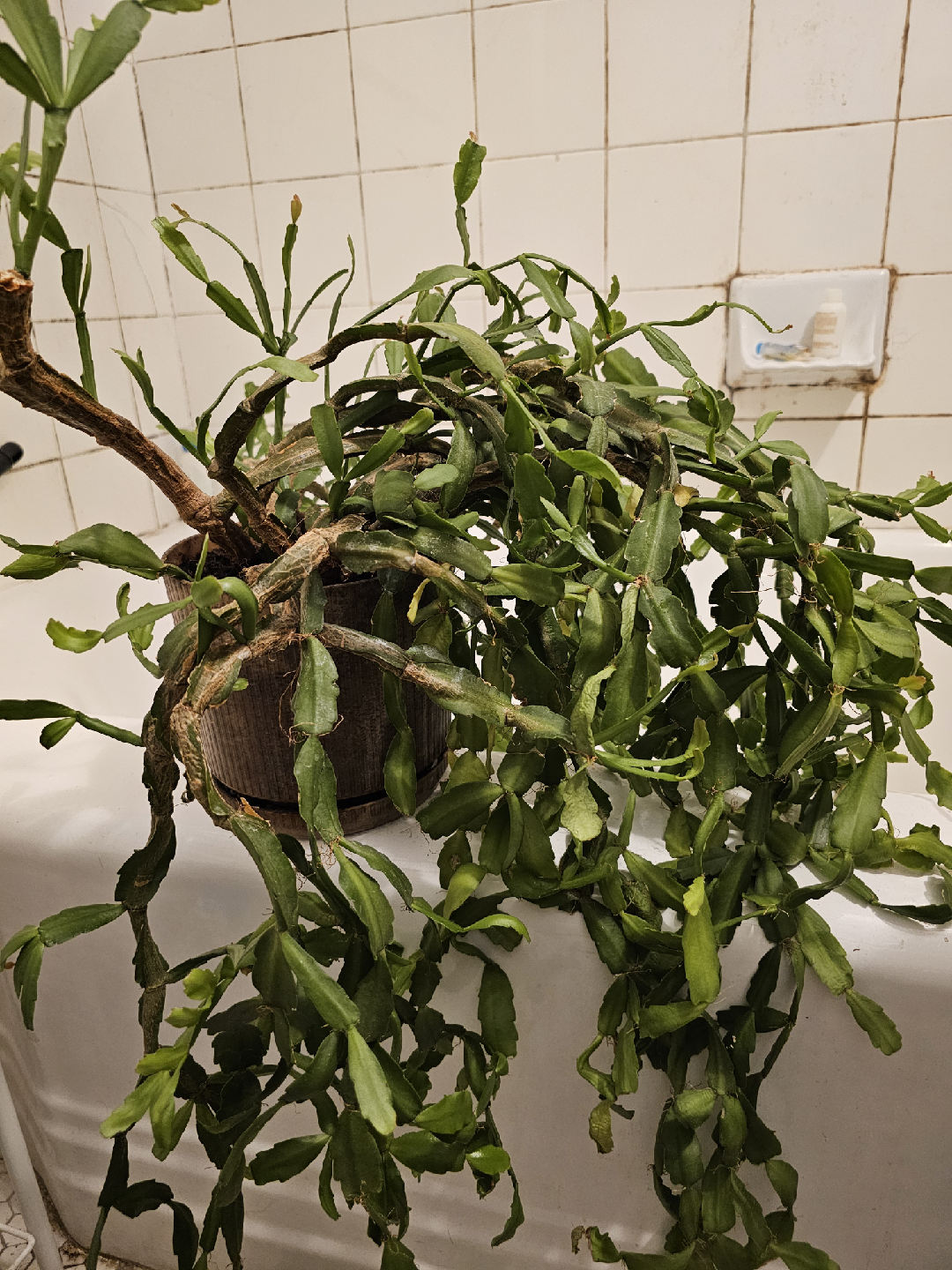 🥕 Potted Christmas Cactus